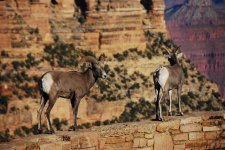 Ram on Rim - Morning at Grand Canyon