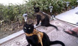 cats with jackets_sm.jpg