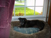 Cocoa in new bed 1.JPG