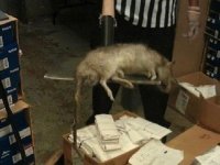 this-giant-rat-was-found-at-a-foot-locker-in-the-bronx.jpg