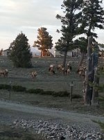 Elk in front yard.jpg